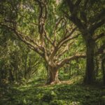 veeterzy-sMQiL_2v4vs-unsplash