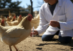 Chickens Avian Flu