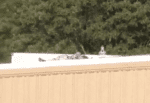 Rooftop Shooter